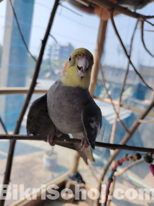 ককাটেলপাখি